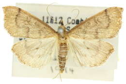 Image of <i>Metasia dicealis</i>