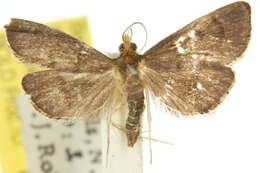 Image of Metasia typhodes Turner 1908