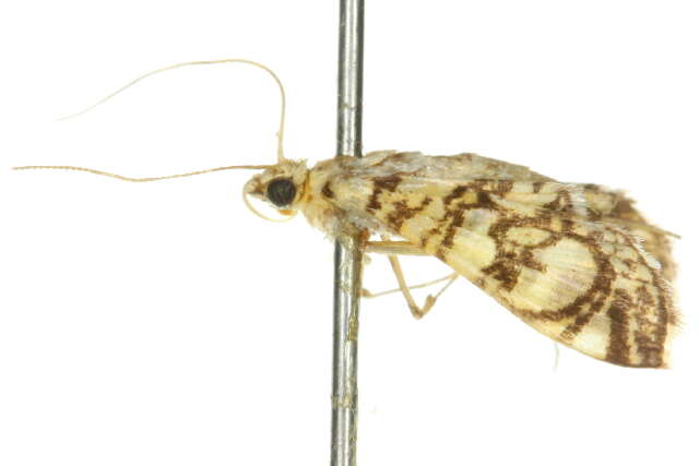 Image of <i>Glyphodes onychinalis</i>