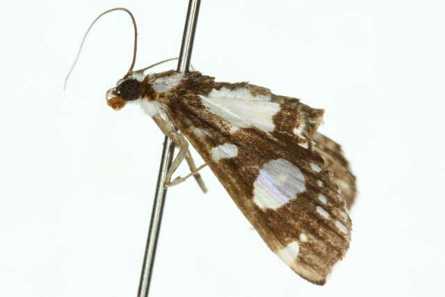 Glyphodes conjunctalis Walker (1866) resmi