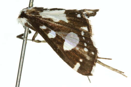 Glyphodes conjunctalis Walker (1866) resmi