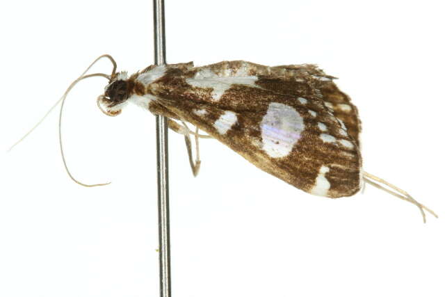 Glyphodes conjunctalis Walker (1866) resmi