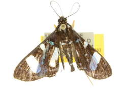 Image of Glyphodes doleschalii Lederer 1863