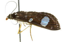 Image of Glyphodes doleschalii Lederer 1863