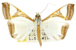 Слика од Agrioglypta eurytusalis Walker 1859