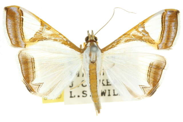 Слика од Agrioglypta eurytusalis Walker 1859