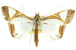 Слика од Agrioglypta eurytusalis Walker 1859