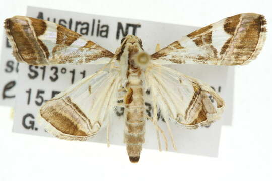 Agrioglypta itysalis Walker 1859 resmi