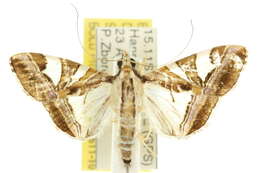 Agrioglypta itysalis Walker 1859 resmi