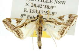 Слика од Agrioglypta excelsalis Walker (1866)