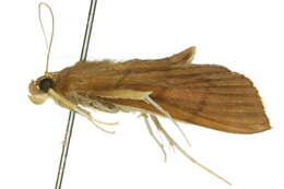 Image of Omiodes origoalis Walker 1859