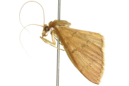 Image of Tetridia caletoralis Walker 1859