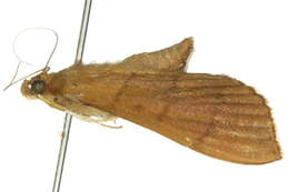 Image of Omiodes origoalis Walker 1859