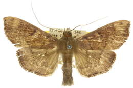 Image of Omiodes basalticalis Lederer 1863