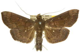 Image of Omiodes basalticalis Lederer 1863