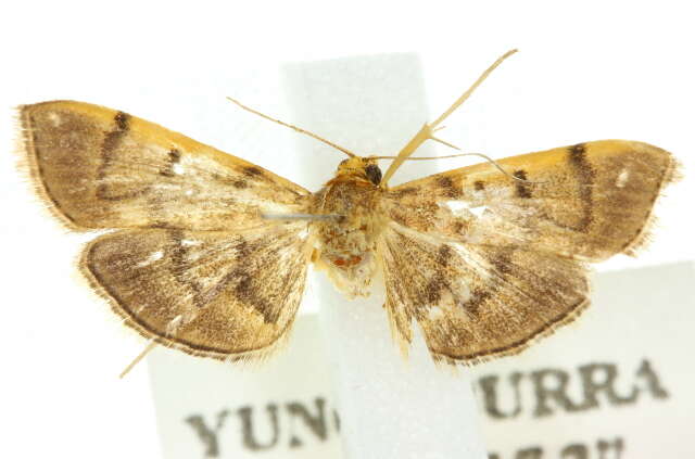 Image of Bean-leaf Webworm Moth