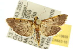 Image of Bean-leaf Webworm Moth