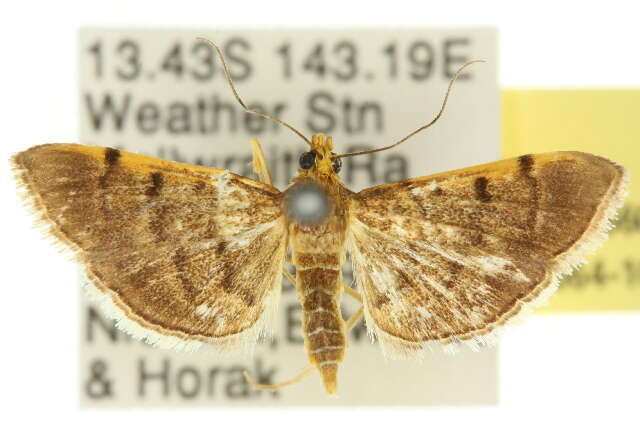 Image of Bean-leaf Webworm Moth