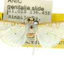 Image of Palpita indannulata Inoue 1996