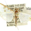 Imagem de Palpita hyaloptila Turner 1915