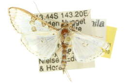 Слика од Palpita hyaloptila Turner 1915