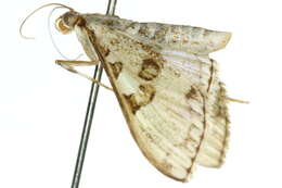 Слика од Palpita hyaloptila Turner 1915