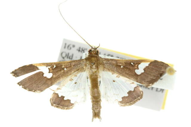 Image of Moth