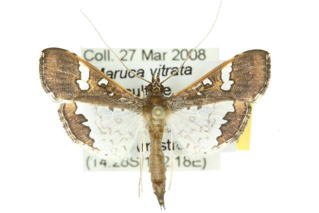 Image of Moth