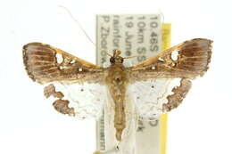 Image of Moth