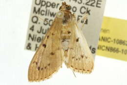 Image of <i>Meekiaria nigriscriptalis</i>