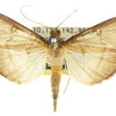 Image of <i>Coptobasis lunalis</i>