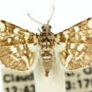 Bocchoris pulverealis Hampson 1898 resmi