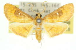 Image of <i>Eusabena monostictalis</i>