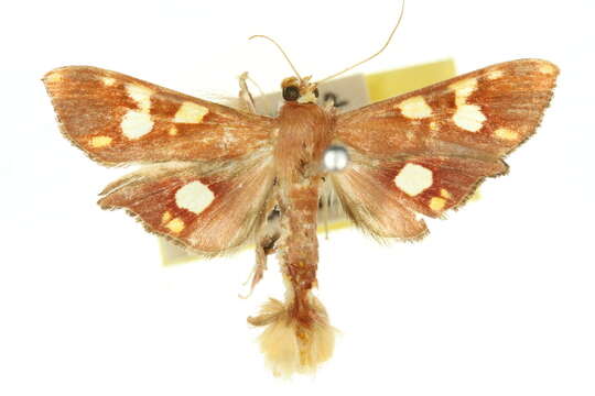 Chalcidoptera emissalis Walker (1866) resmi