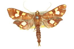 Chalcidoptera emissalis Walker (1866) resmi