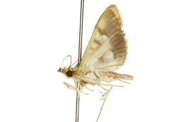 Image of Nosophora hypsalis Walker (1866)
