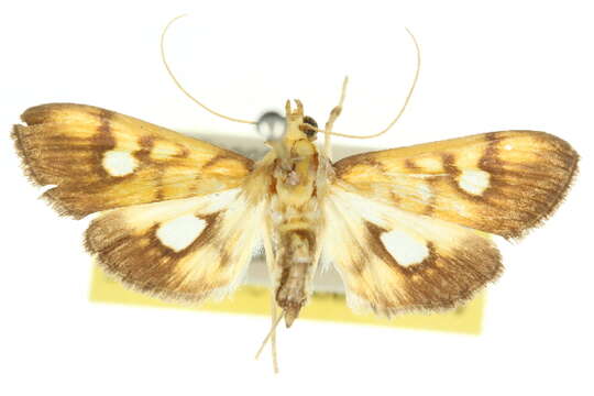 Image of Nosophora fulvalis Hampson 1898