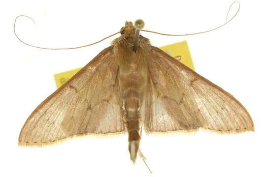 Image of Tetridia caletoralis Walker 1859