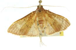 Image de Tetridia caletoralis Walker 1859