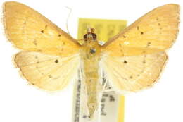 Image of <i>Ectadiosoma straminea</i>