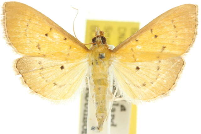 <i>Ectadiosoma straminea</i> resmi