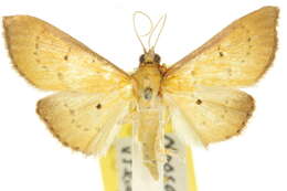 Image of <i>Ectadiosoma straminea</i>