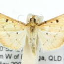 Image of <i>Herpetogramma basalis</i>