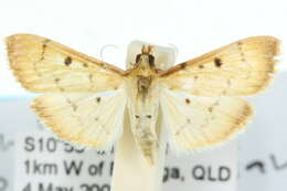 Image de <i>Herpetogramma basalis</i>