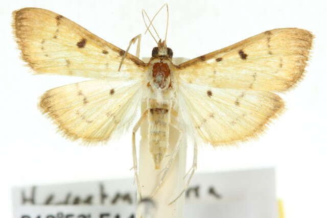 Image de <i>Herpetogramma basalis</i>