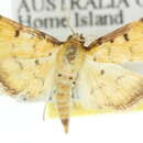 <i>Herpetogramma hipponalis</i> resmi