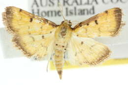 <i>Herpetogramma hipponalis</i> resmi