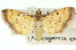 <i>Herpetogramma hipponalis</i> resmi