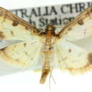 Слика од <i>Herpetogramma platycapna</i>