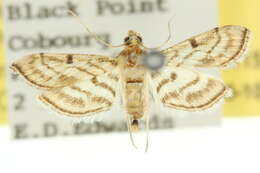 Image of Cnaphalocrocis loxodesma Turner 1915